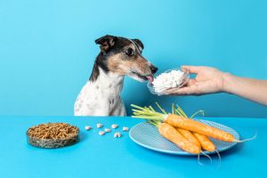 Insektenbasiertes Hundefutter schmeckt